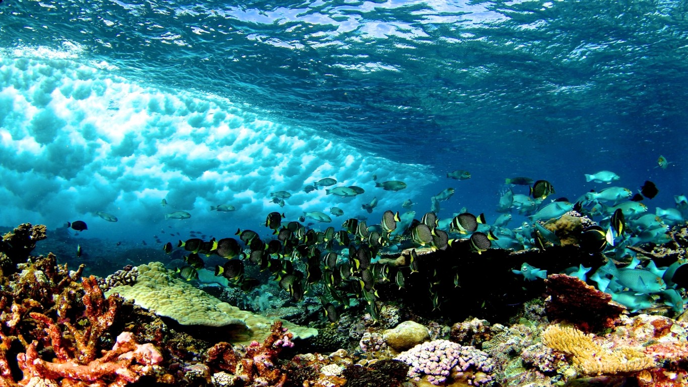 Save Floridaâ€™s coral reefs!