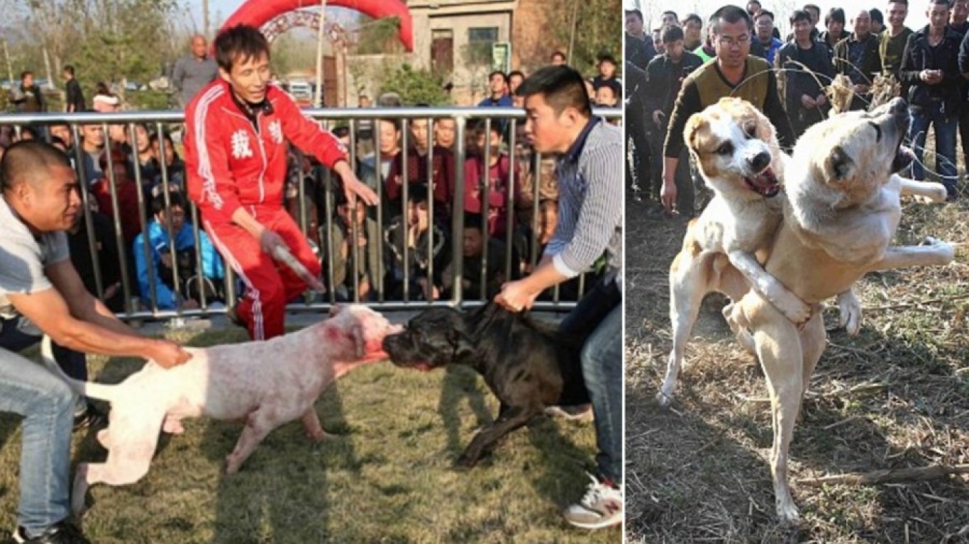 Stop Chinese from hosting dog fights to amuse themselves!