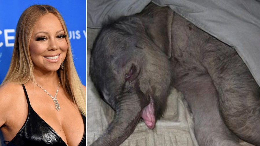 Stop Mariah Carey from traumatizing baby elephants & tiger cubs for her dream wedding!