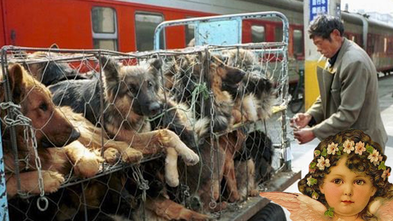 China: Dogs loaded up in cages and shipped to restaurants for food each day!