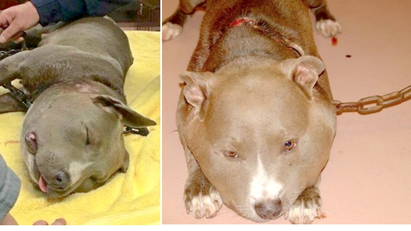 Justice for Roxanne â€“ tied to a heavy chain her entire life!