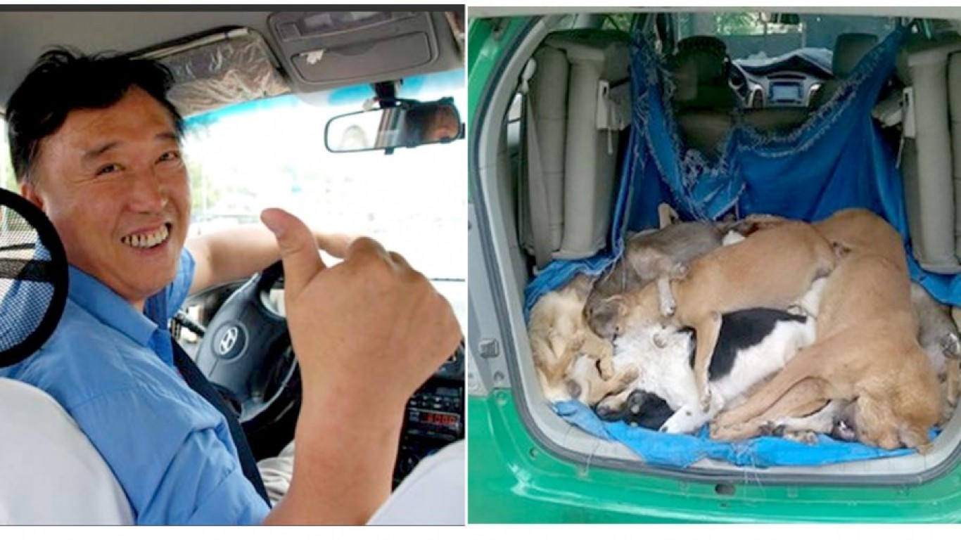 Stop taxi drivers from transporting dogs to be skinned alive at abattoirs to make a quick buck!