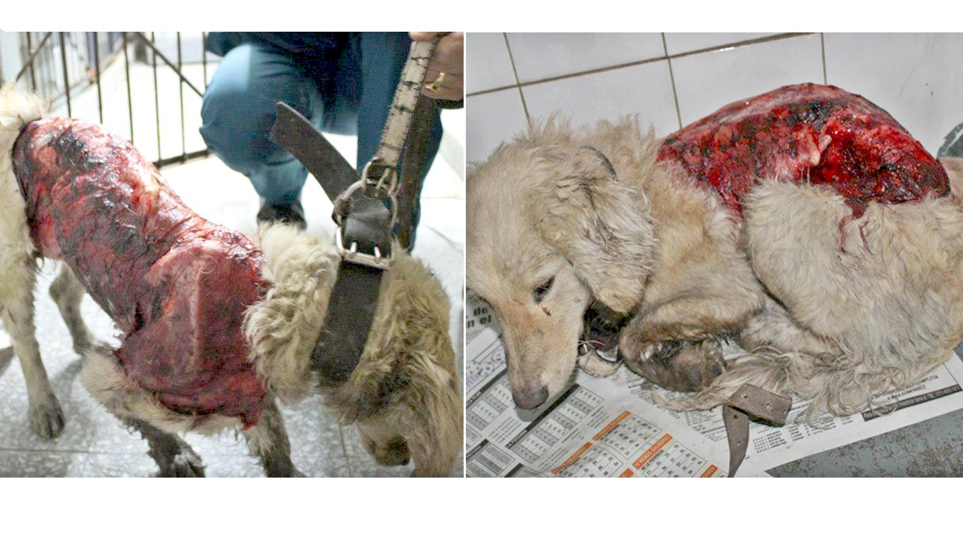 Justice For Luz â€“ gentle puppy skinned alive by cruel thugs!
