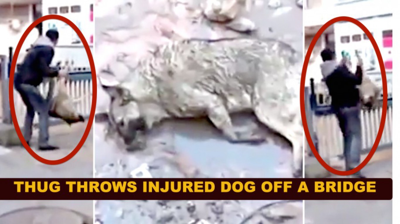 Prosecute man that tossed dog off bridge while laughing!