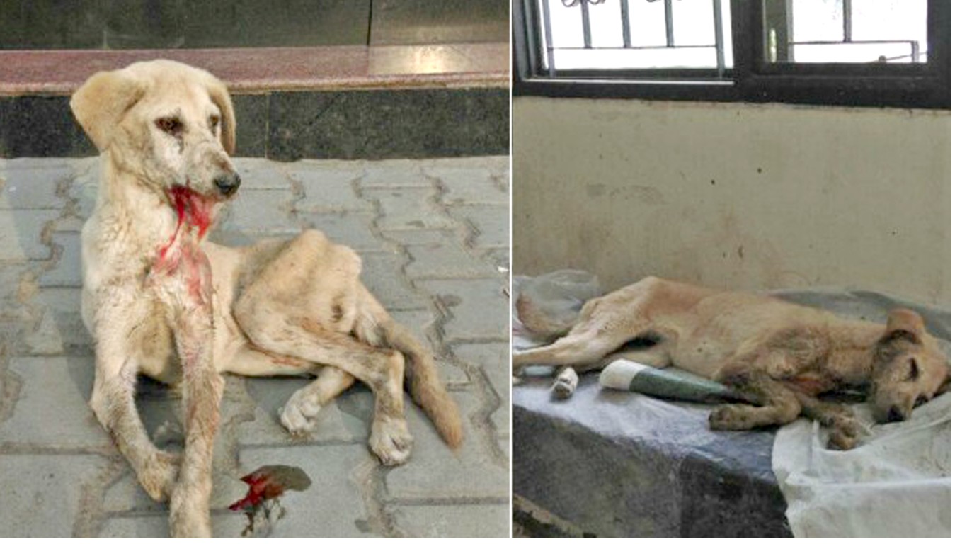Harmless dog beaten and poisoned for entering university campus!