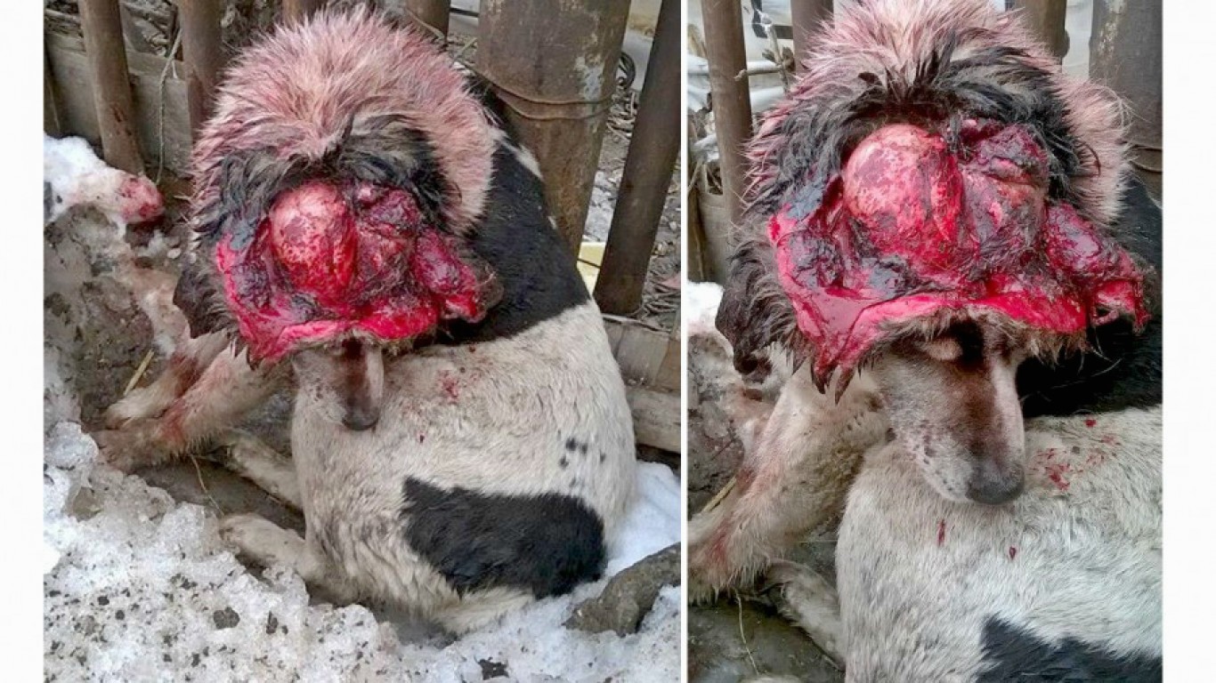 Justice for dog beaten with hammer until his skull cracked open!