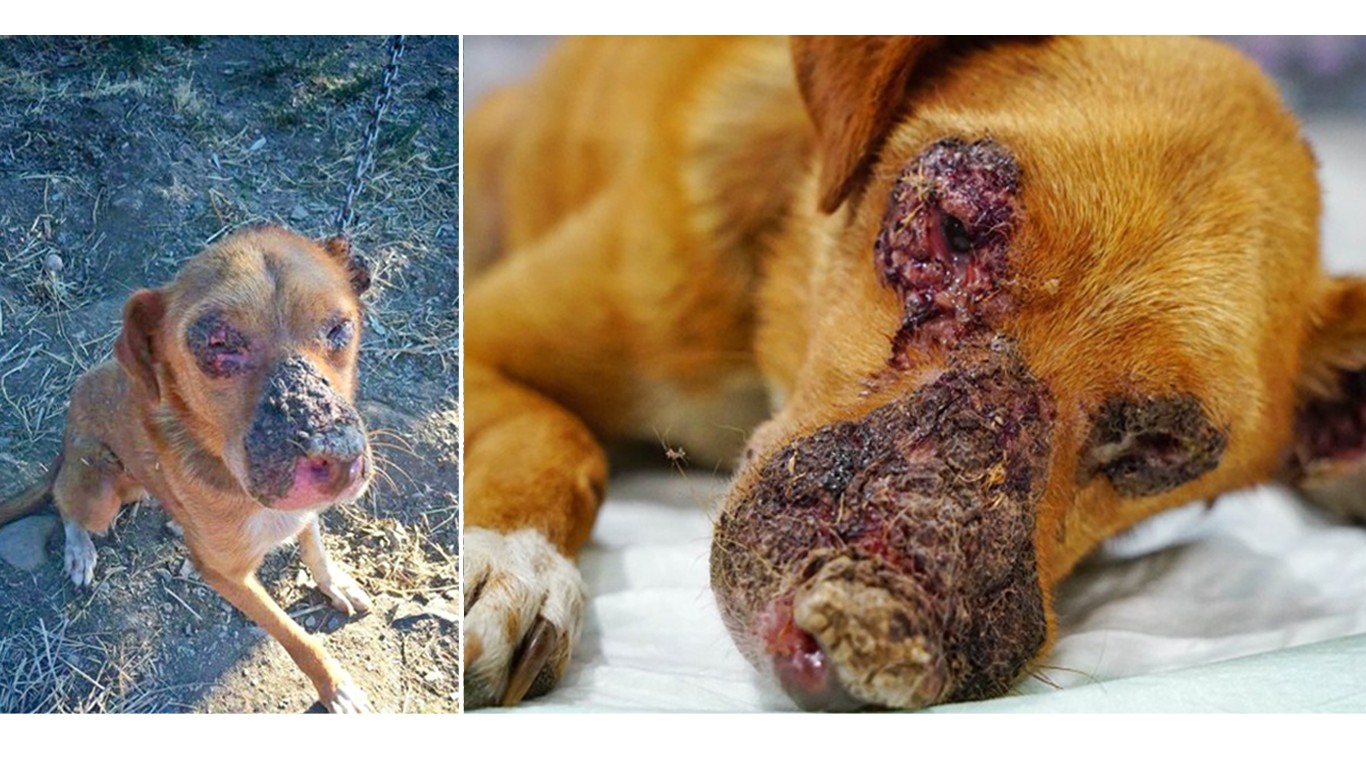 Justice for Marco â€“ chained to a tree for over five years!