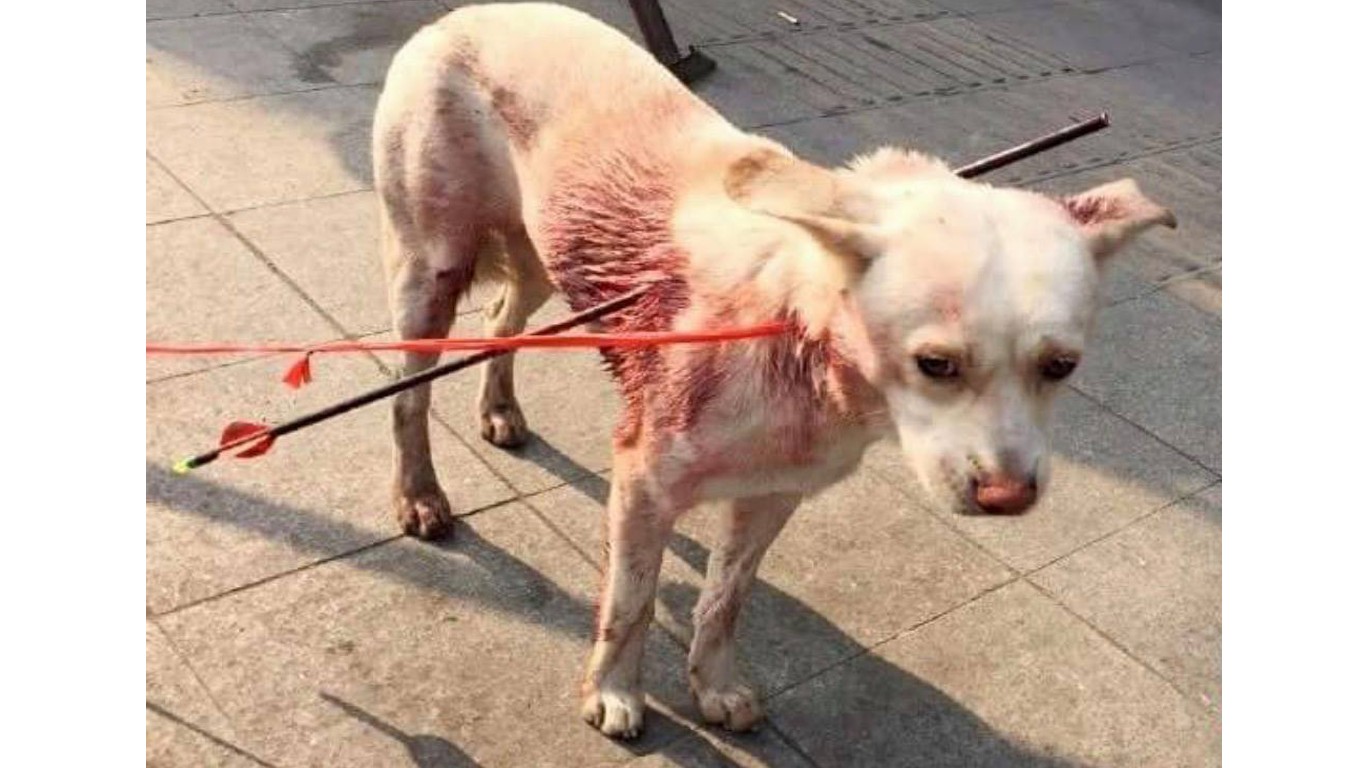 Gentle dog shot with arrow gets no justice!