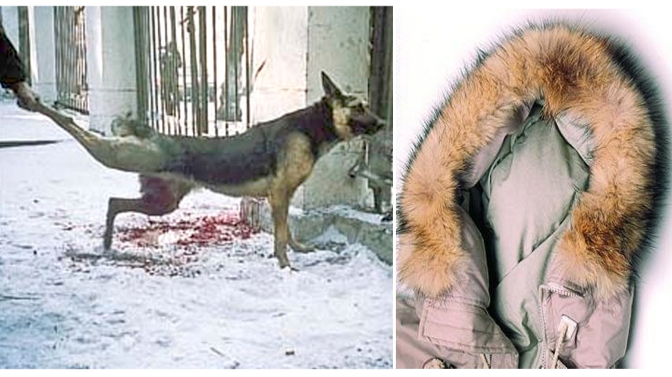 Put an end to the barbaric dog fur trade in China!