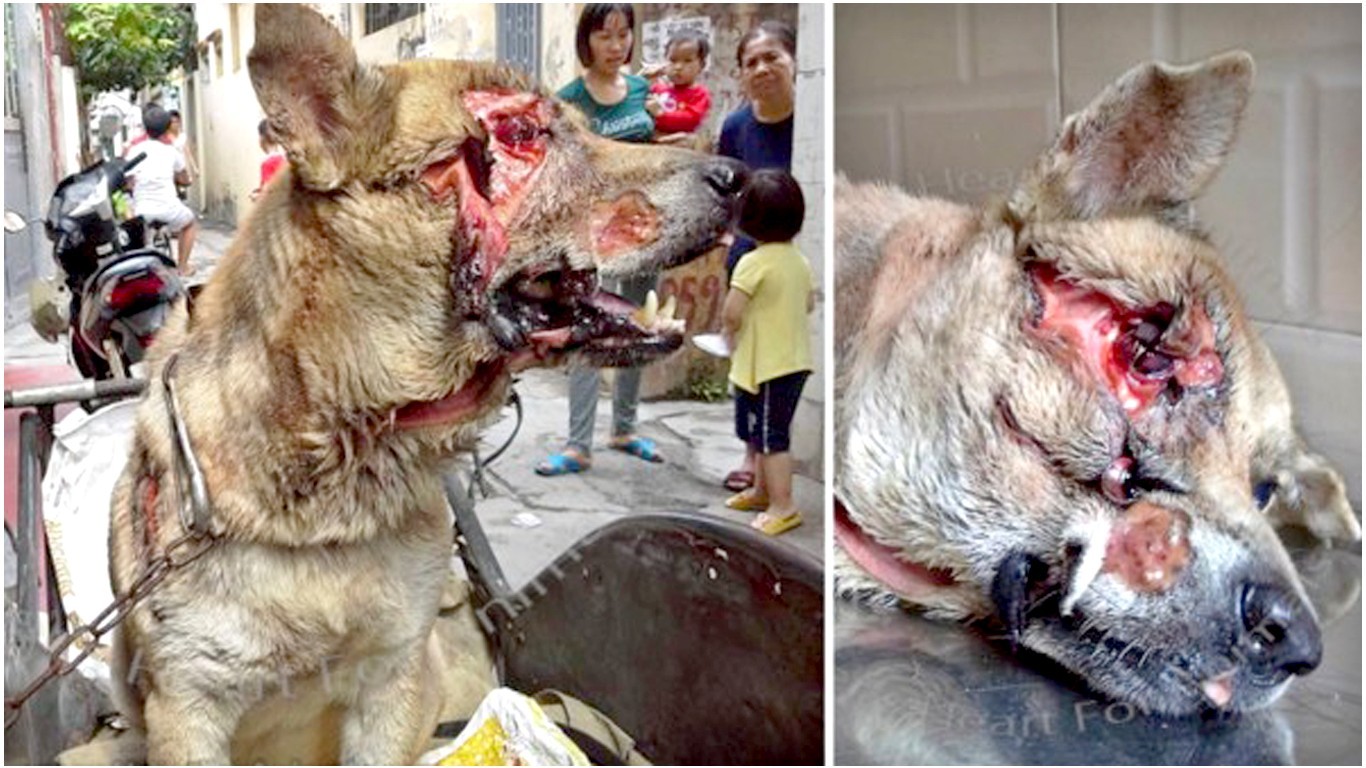 Pet dog slashed by neighbor who didn't want him living next door gets no justice! Sign Now!
