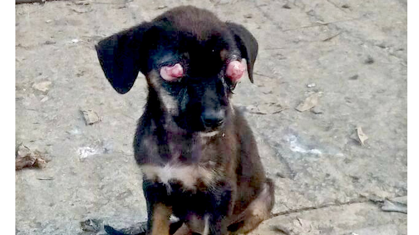 Justice for gentle puppy tied up and beaten until his eyes poked out!