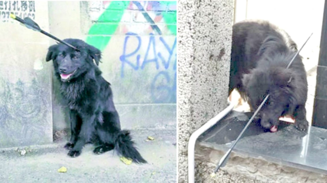 Justice for dog struck with arrow and left to die on the streets!