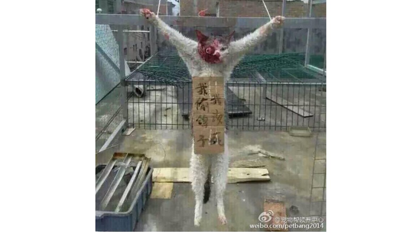 China: Defenseless cat hung in public for feasting on pigeon! Support the country's first animal rights law!
