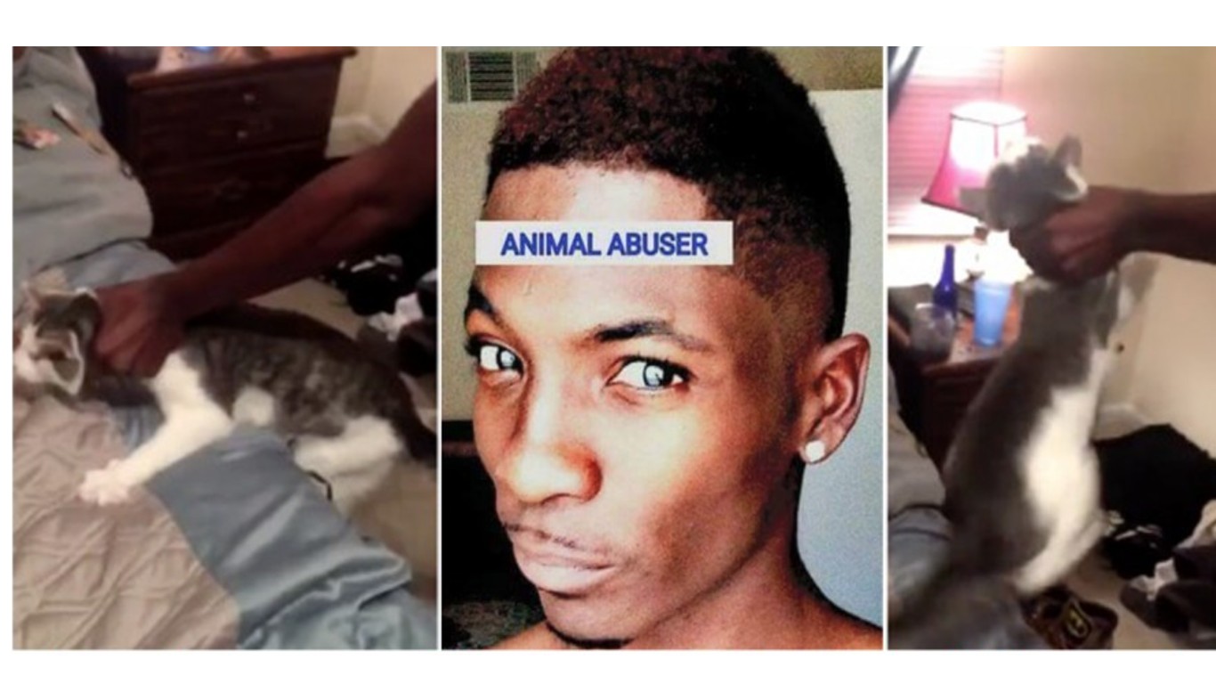 Justice for cat slapped several times by Alabama University student!