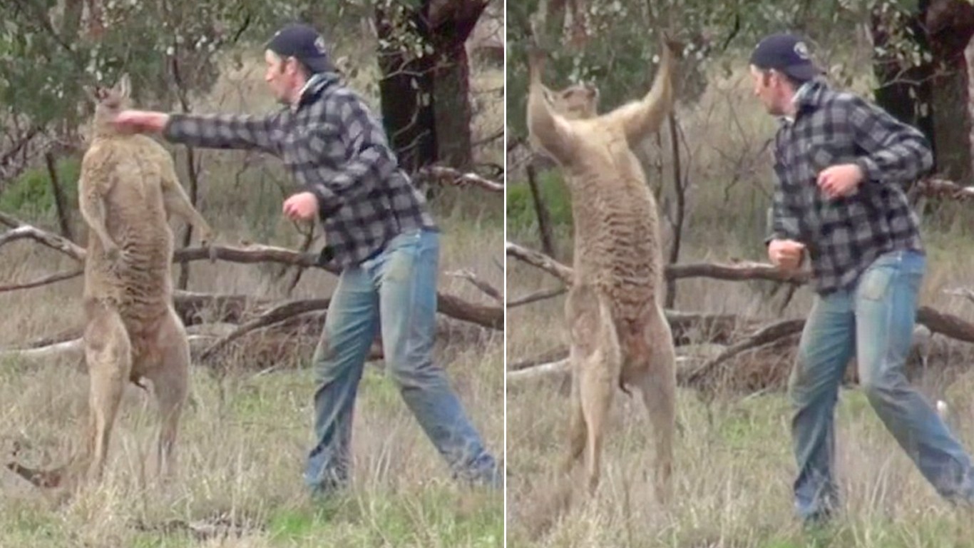 Fire Australian zookeeper that punched defenseless kangaroo!