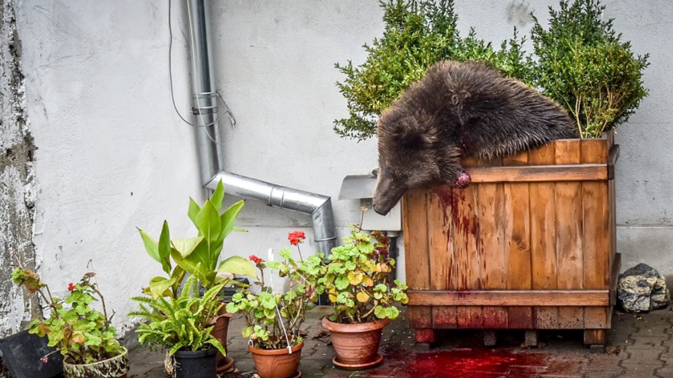 Justice for defenceless bear shot and left to die in flower pot after being deemed â€˜public threatâ€™!