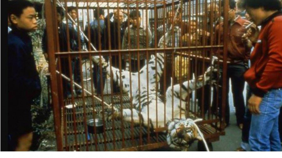China: Tigers are savagely sacrificed to make tiger bone wine! Sign The Petition Now!