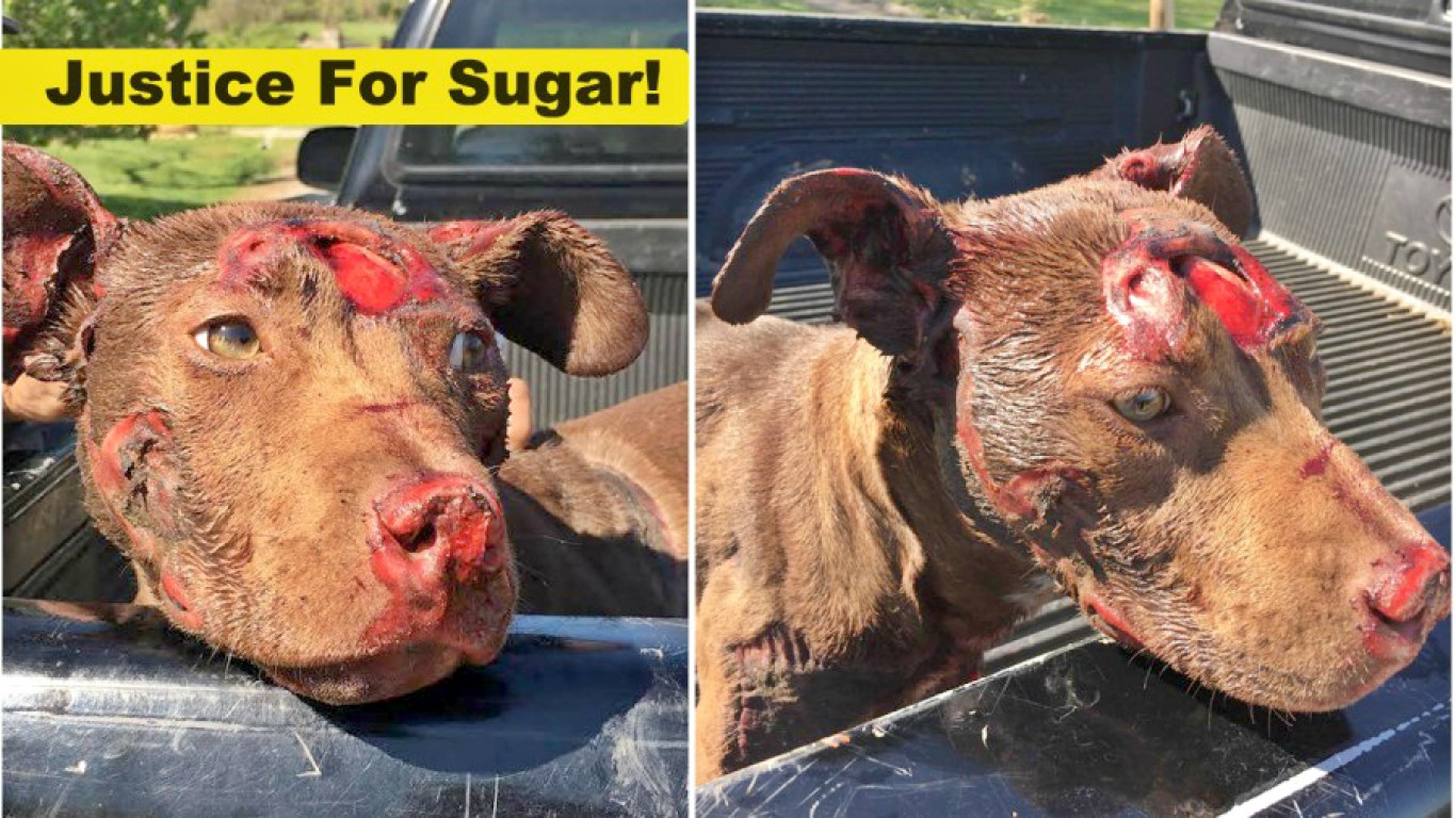 Justice For Sugar â€“ puppy dragged behind pick up truck until she died