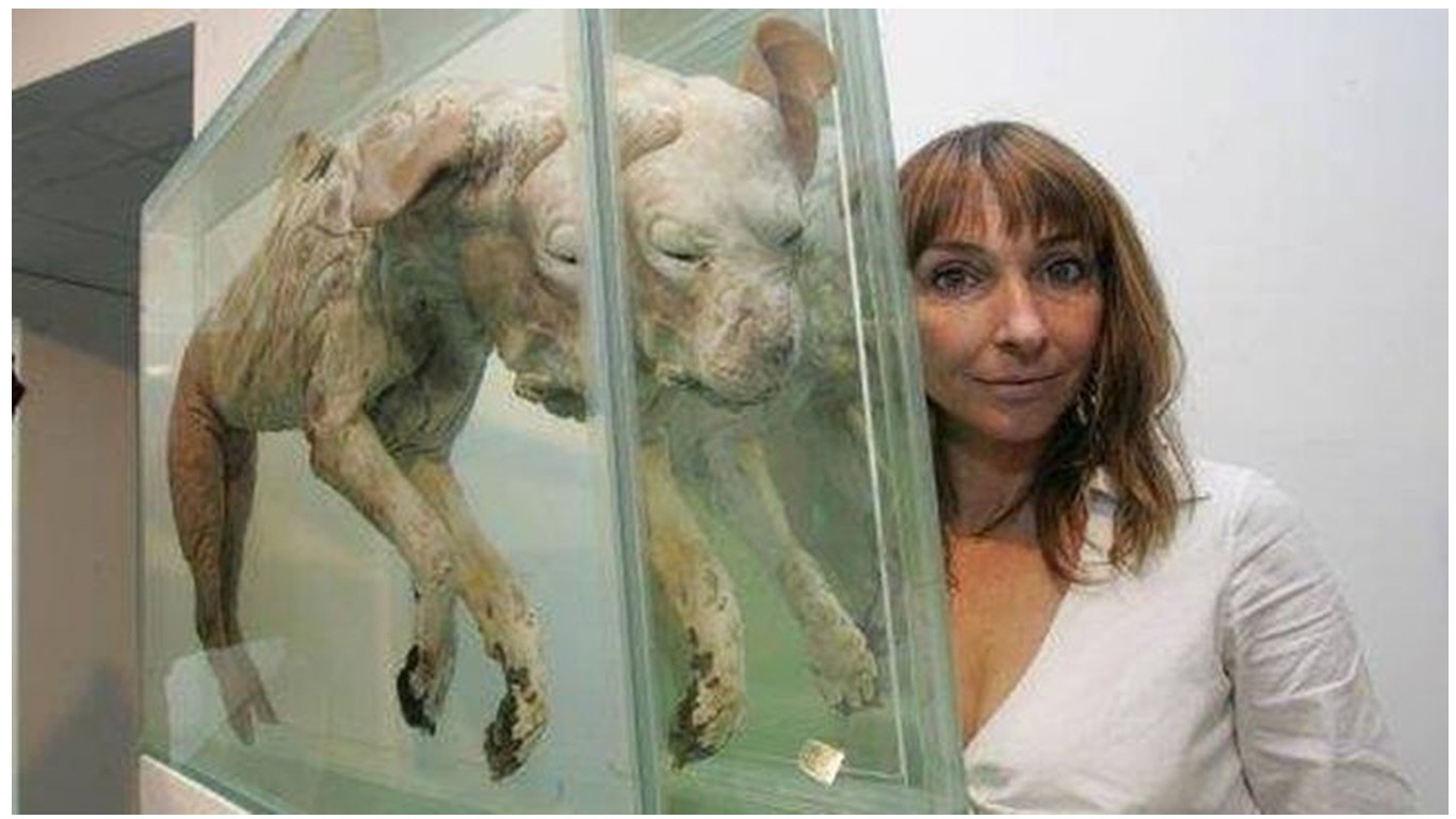 Stop cruel woman from exhibiting bodies of lifeless animals and calling it art!