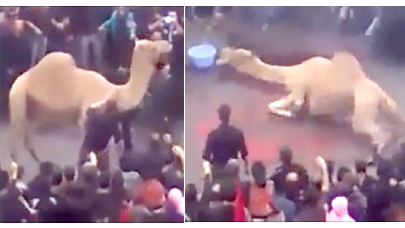Iran: Terrified camel slashed open at public event! Support Animal Rights Now!
