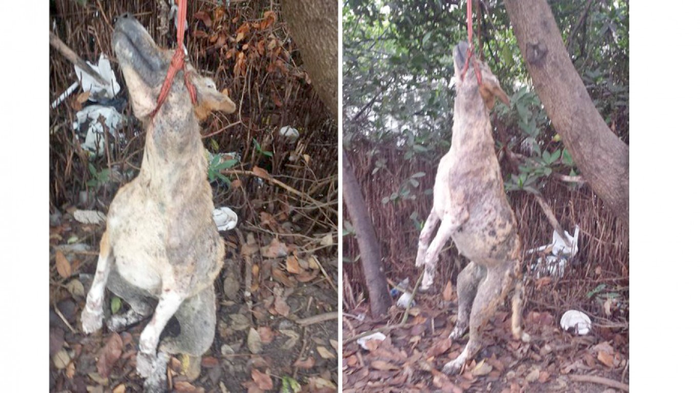 Justice for innocent dog hung from tree in Cartagena!