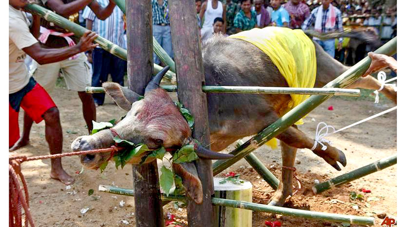 Stop festival where cows are cut into pieces as crowds laugh and cheer!