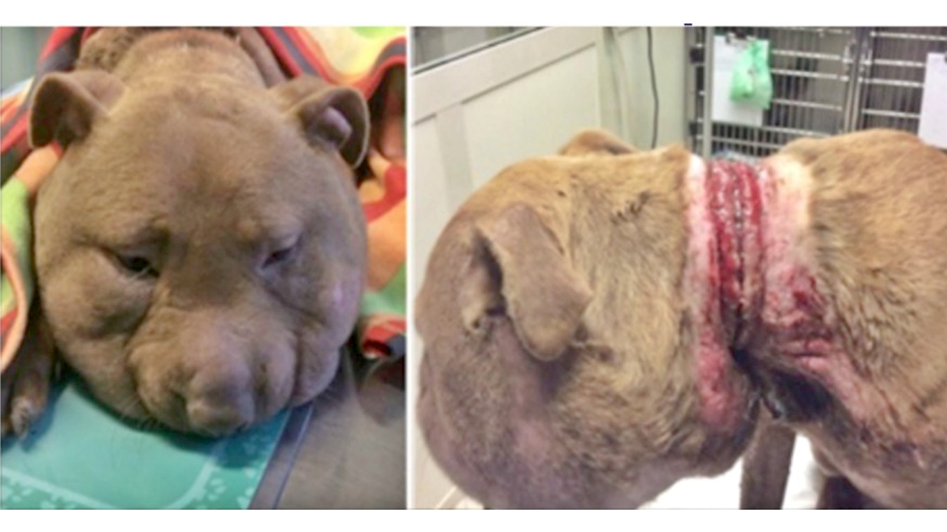 Justice For Ball â€“ pet dog kept on tight chain for years!