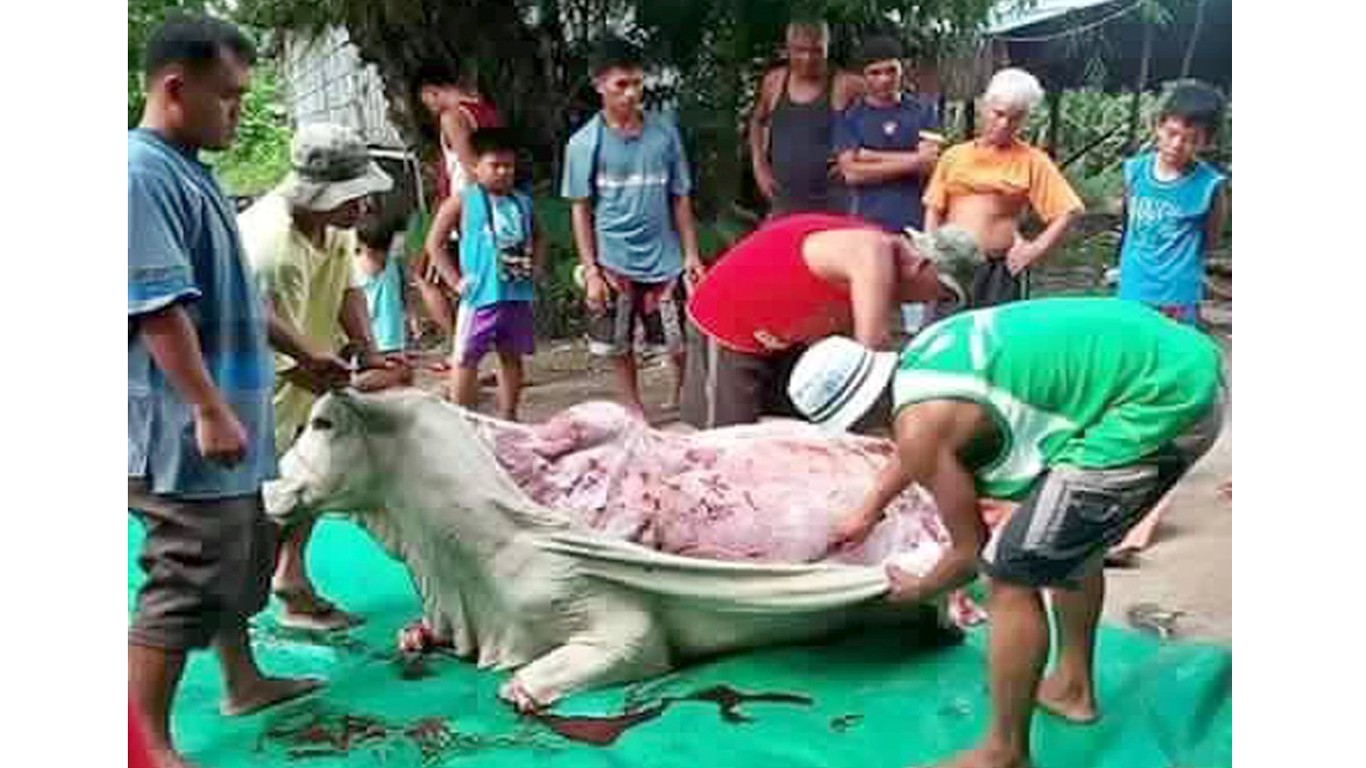 China: Cows skinned skinned alive for leather have their limbs cut off to prevent movement!