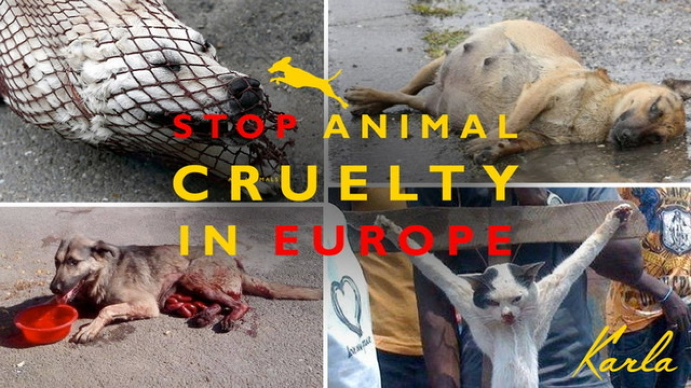 Animal cruelty needs to stop!