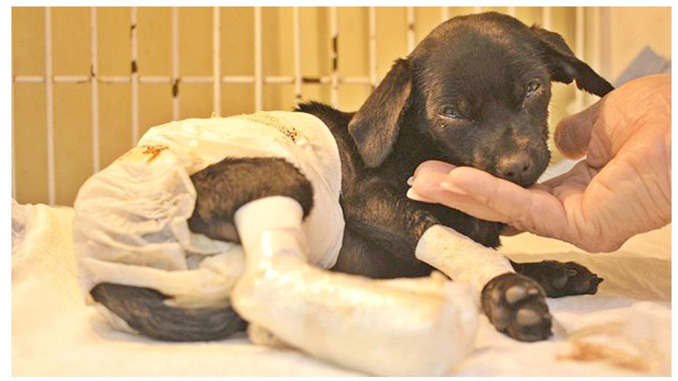 Justice for Victoria â€“ 3-month-old puppy slashed with knife and left to die!