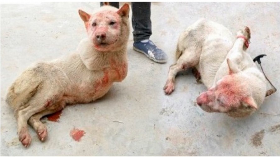 China - Dogs are immobilized before being skinned alive and cooked! Help stop the dog meat trade!