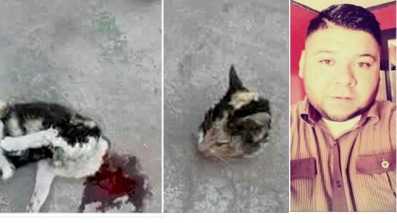 Prosecute man that chopped innocent kitten into pieces!