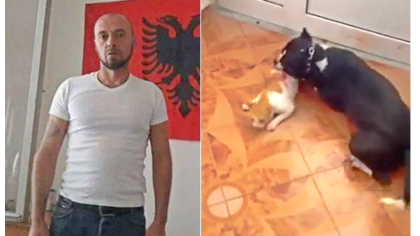 Punish dog fighter that allowed dog to eat cat alive as part of training!