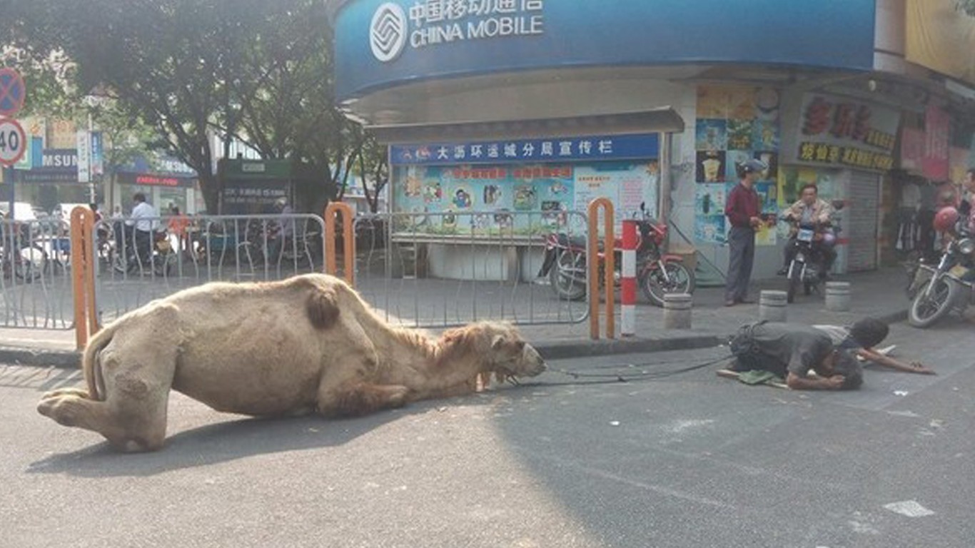 Camels have their limbs cut off and used as begging props in China!