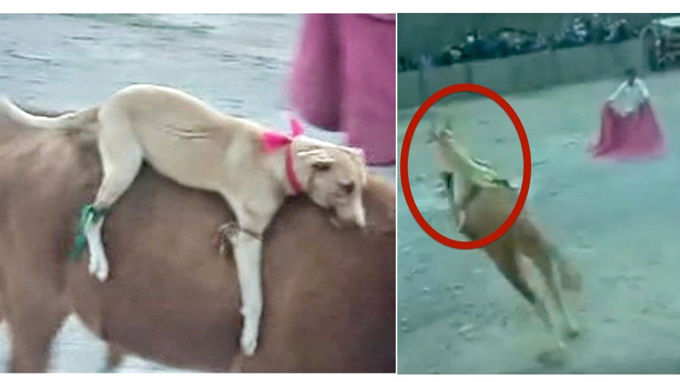 Terrified dog is tied to the back of raging bull during religious festival!
