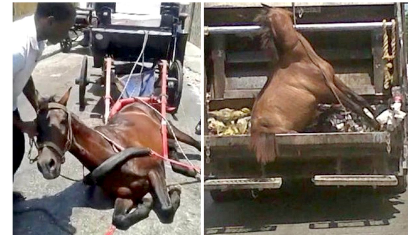 Cartagena â€“ Horses forced to work until they collapse, later thrown in the trash!