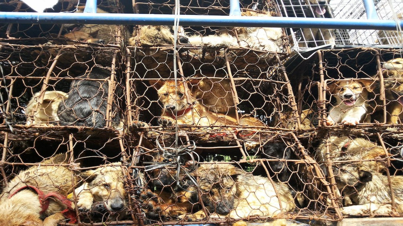 Help Stop Yulin Dog Meat Festival!