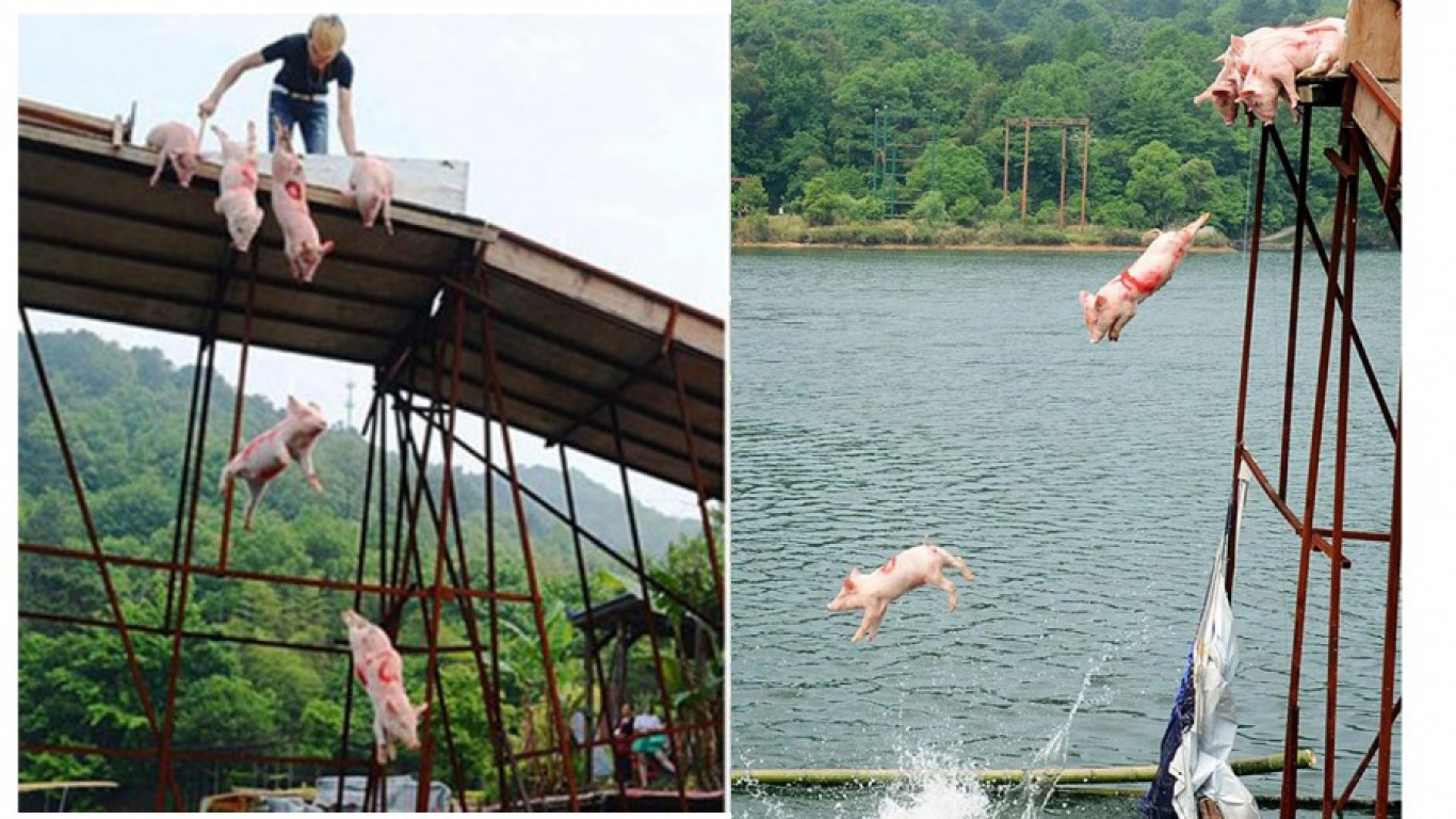 Countless pigs sent flying off a bridge in sick contest held in China!