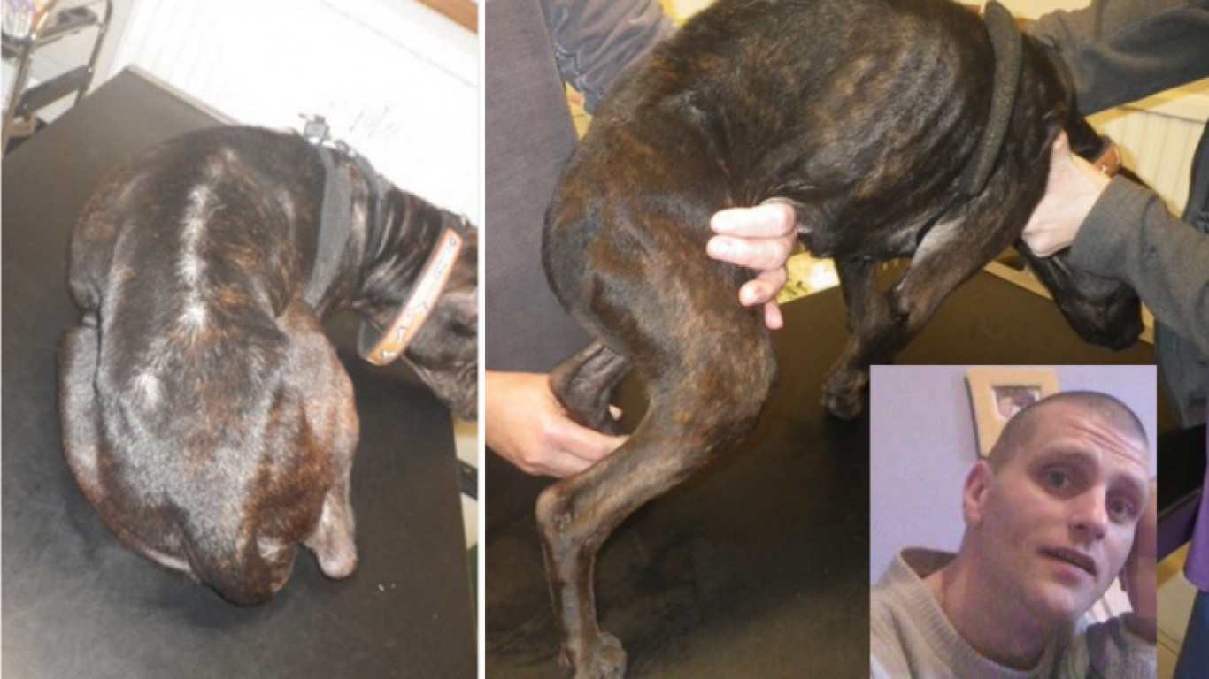 Justice For Dora â€“ pet dog starved to the point she was unable to stand!