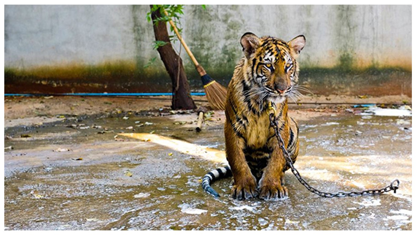 Ask TripAdvisor to stop selling tickets to cruel animal attractions!