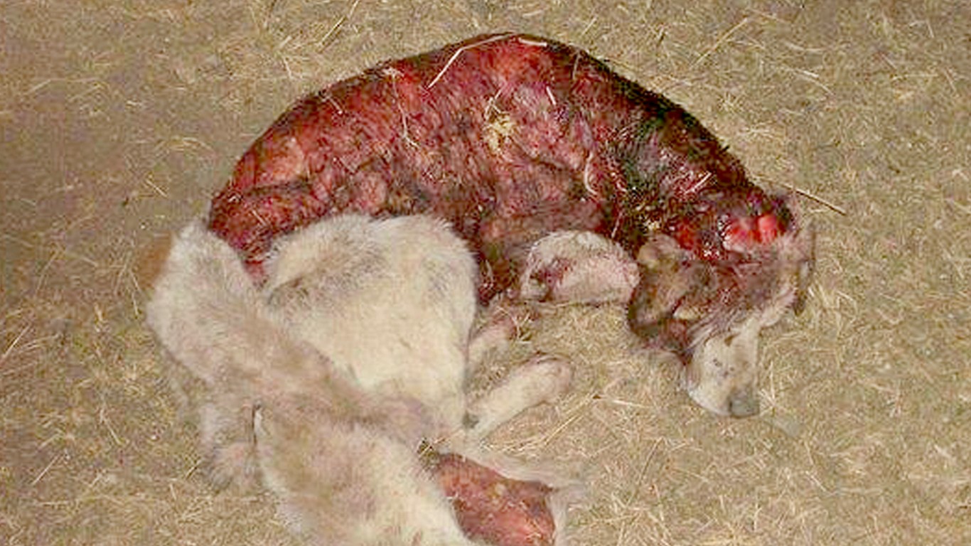 Dog skinned alive and left to die in terrible pain. Support Spikeâ€™s Law Now!