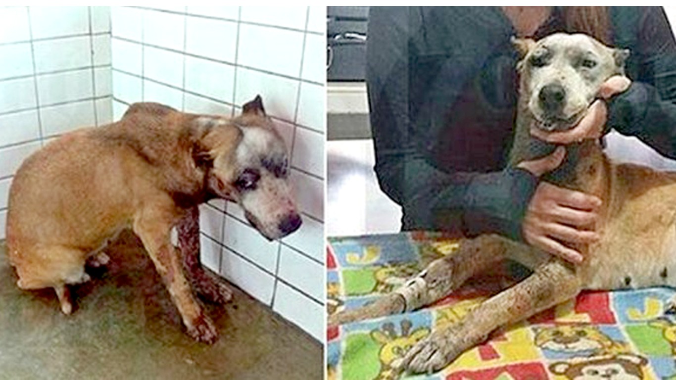 Pregnant dog blown up with fireworks gets no justice! Support Cholaâ€™s law now!