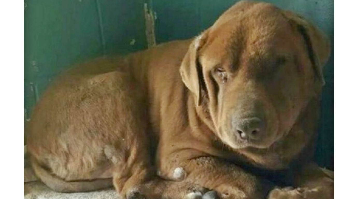Justice for Bear â€“ pet dog abused for months!
