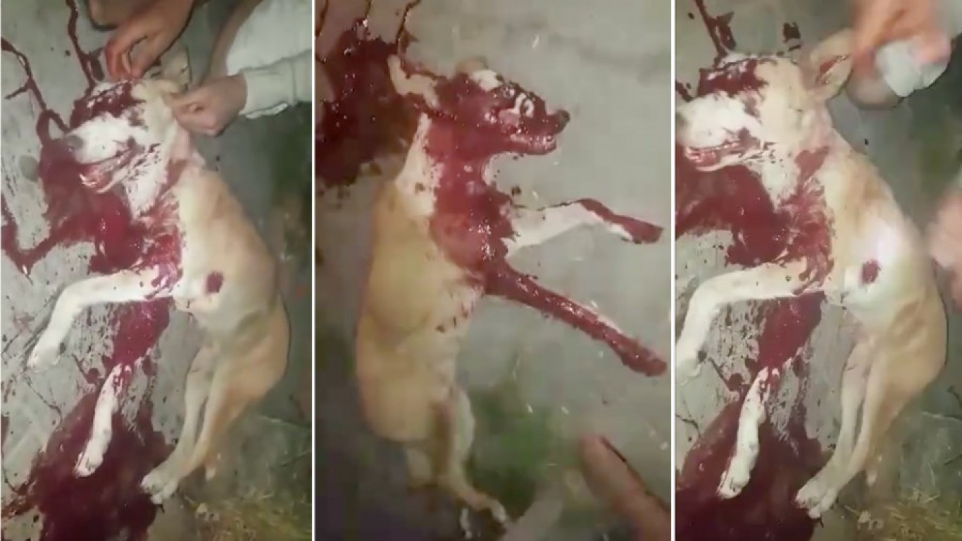 Justice for dog shot, left to bleed his heart out in the middle of the street!