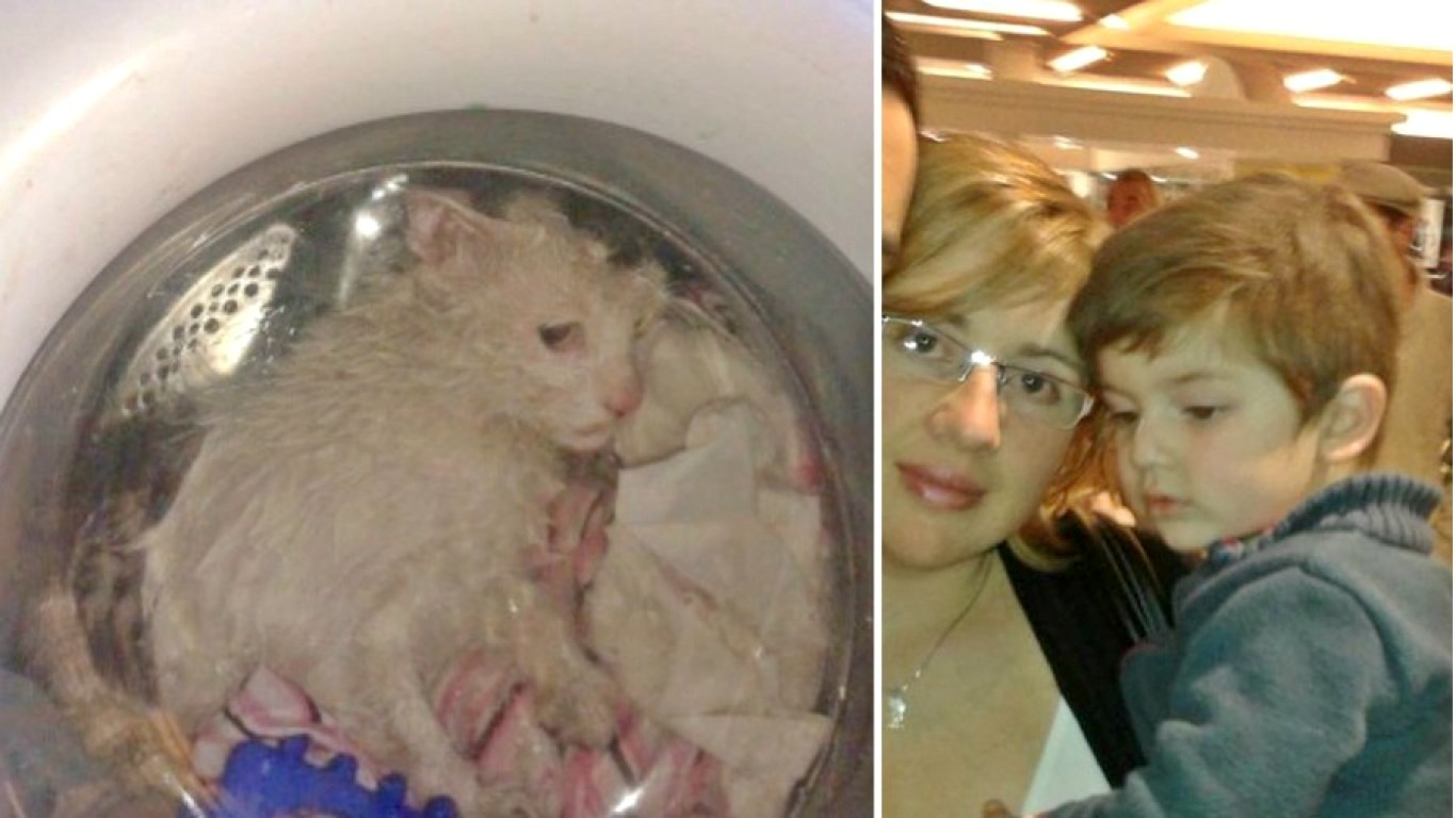 Cruel mother that placed family cat in washing machine gets no punishment!