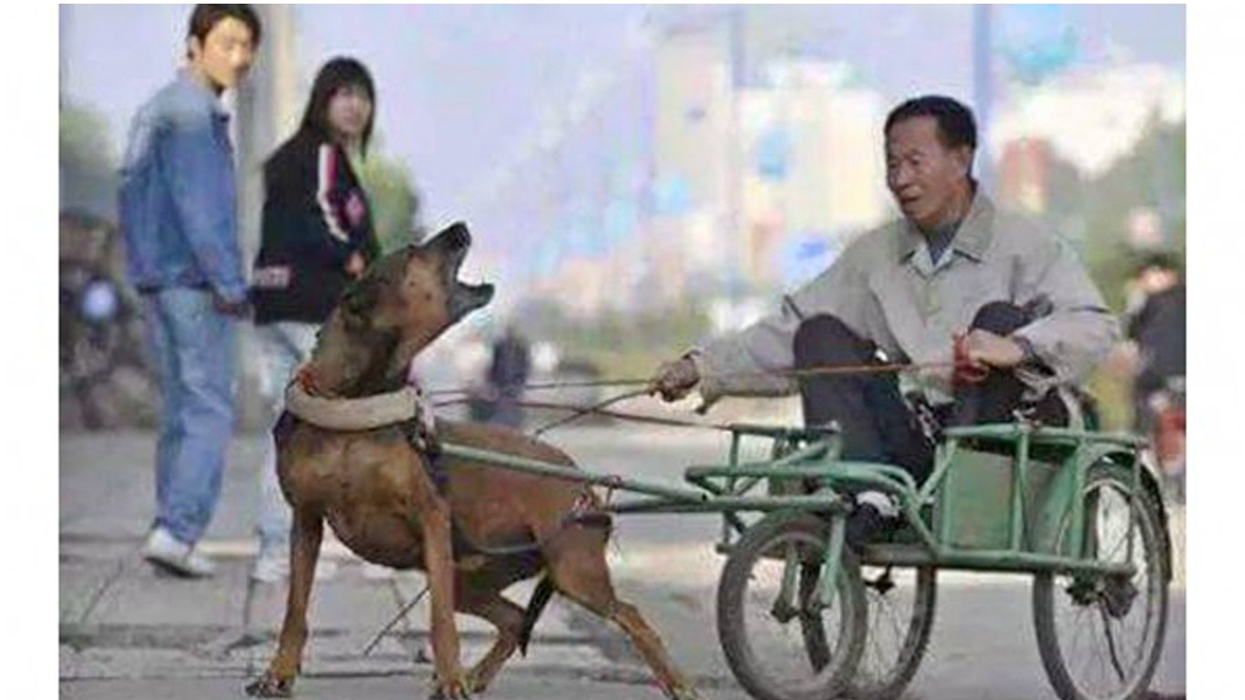 Dog-drawn carriages â€“ the latest cruelty in China! Take Action Now!