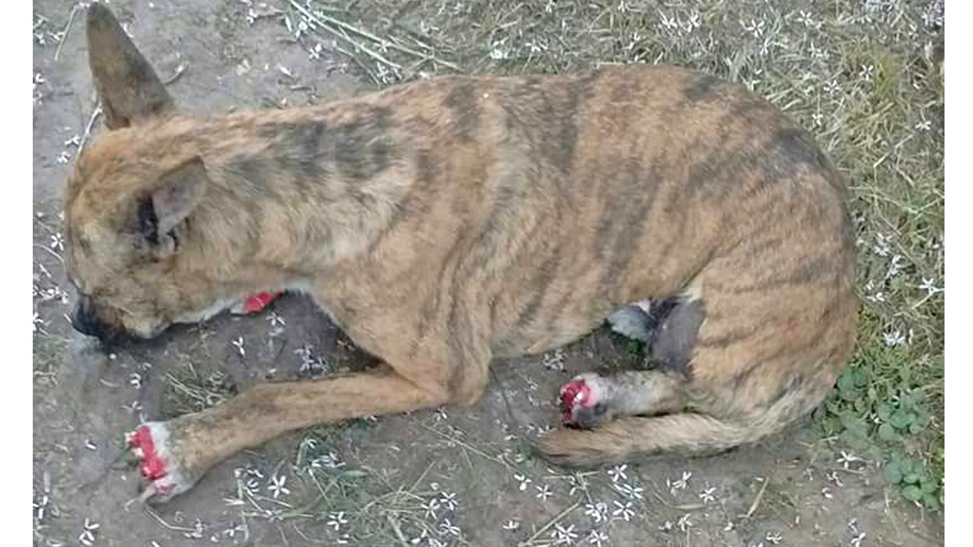 Justice for dog that had all paws cut off and was left to die on side of the road!