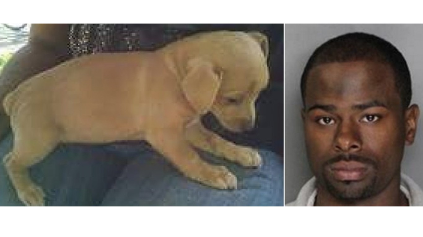 Justice for Angel Star â€“ We want jail time for monster that set puppy on fire!