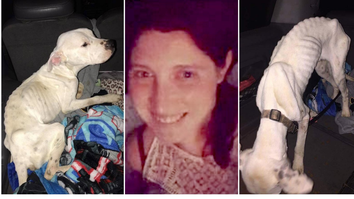 Demand punishment for pet sitter that starved dog for weeks and lied about it!