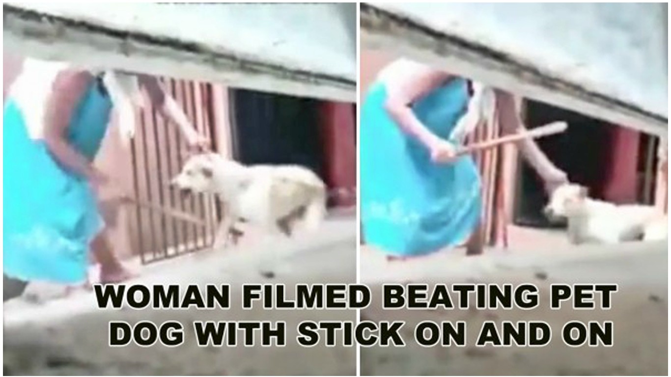 Punish woman filmed hitting dog with stick as the pet howls in pain!